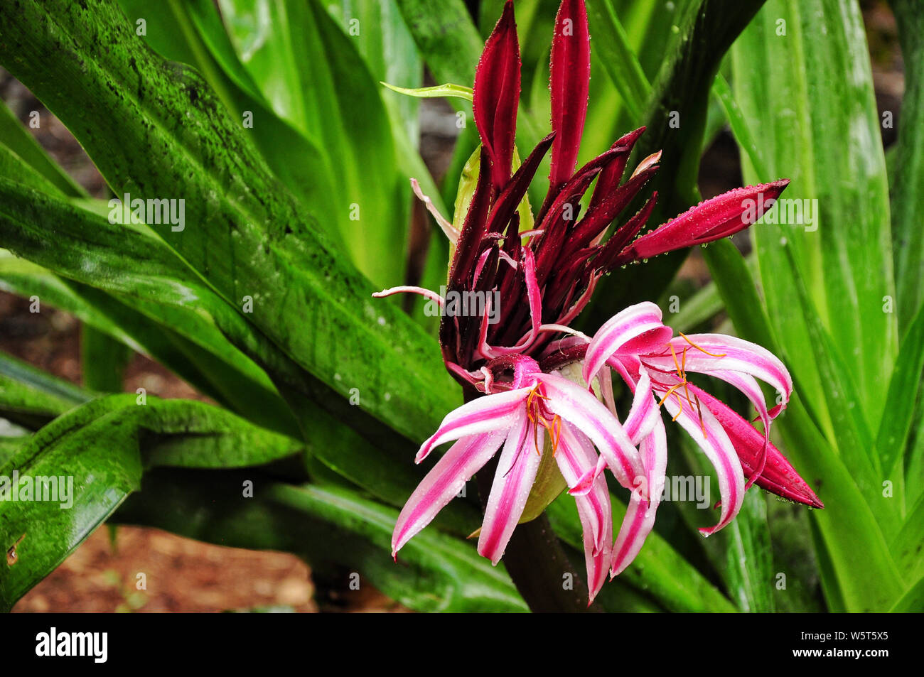 Exotic colorfull crinum lily flower fresh after the rain in the urban park of Santa Cruz de Tenerife. Canary island Stock Photo