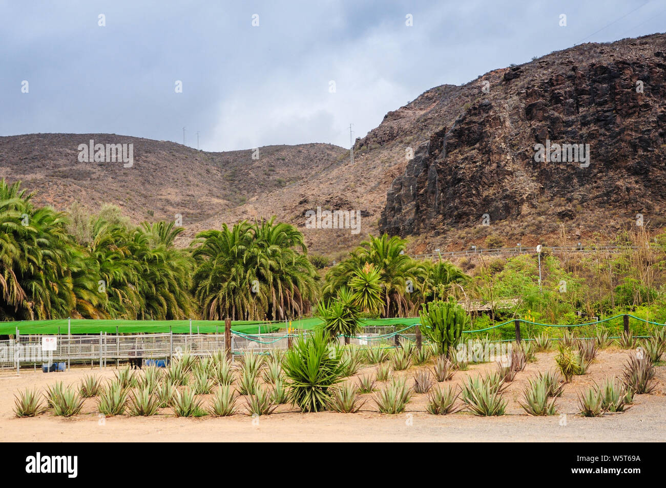 Rows of Aloe vera plants at ecological plantation of this popular canary island plant. Palm trees and mountains in the background. Fataga, Gran Canari Stock Photo