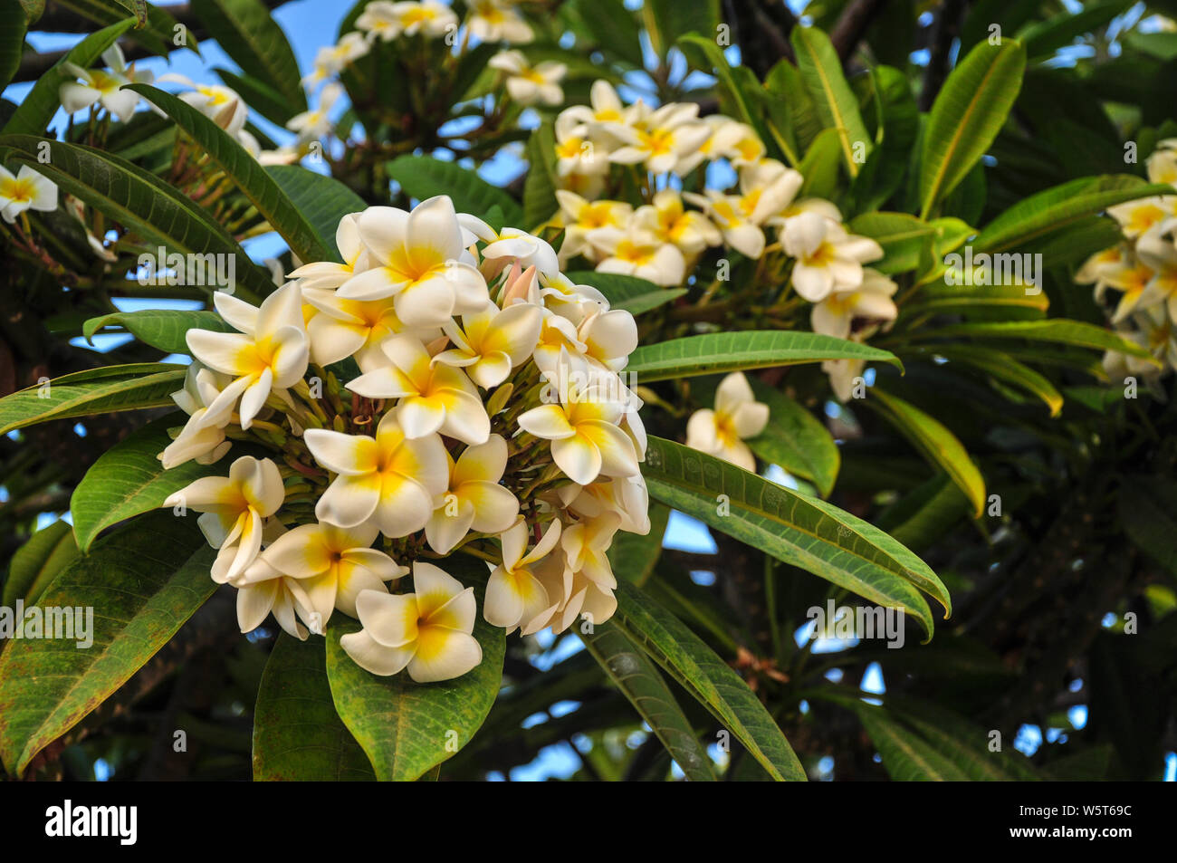 Spa Nosegay Tree (Plumeria Alba). Native to Central America and the Caribbean. Typical also on the Canary Islands. Photo taken in Maspalomas, Gran Can Stock Photo