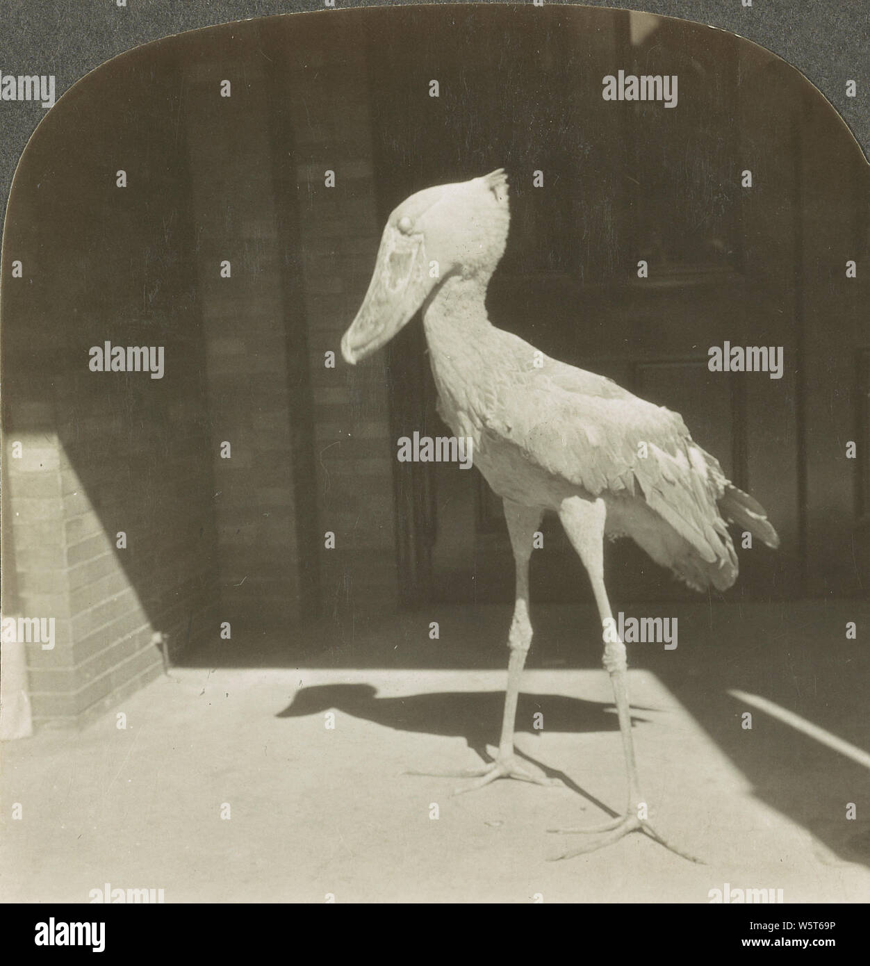 Shoebill Stork (side view), Bronx Park, New York, N.Y. 1928. Stock Photo