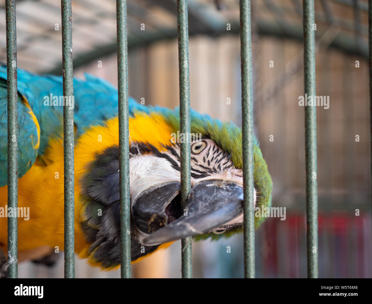 Common parrot biting the bars of a cage Stock Photo Alamy