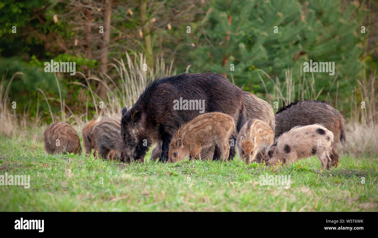 Group of wild boars, sus scrofa, with tiny stripped piglets feeding in wilderness in spring. Wild sow and young stripped piglets eating. Group of wild Stock Photo