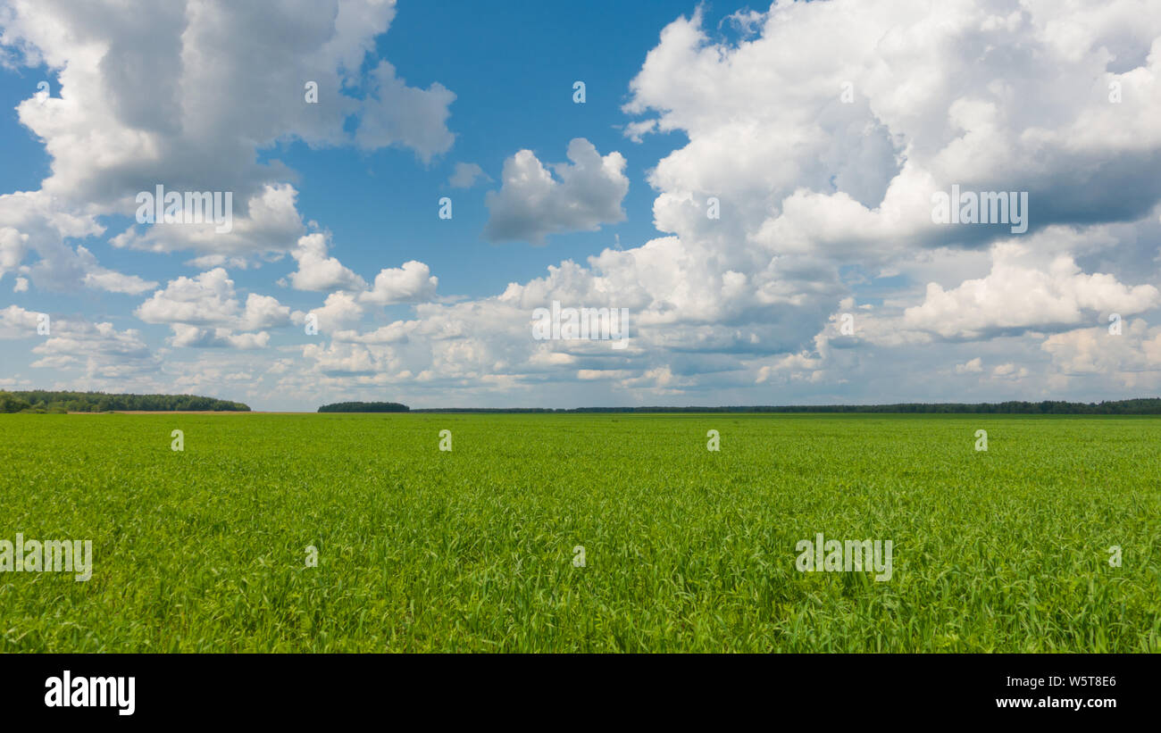 Beautiful landscape, sky and green fresh grass. Grass and sky at beautiful day. Stock Photo