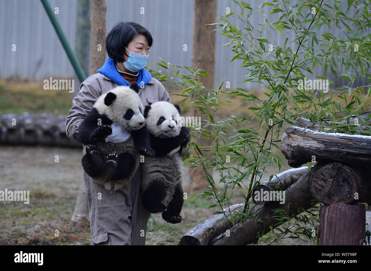 Male-female panda twins He He and Mei Mei, born to both captive and