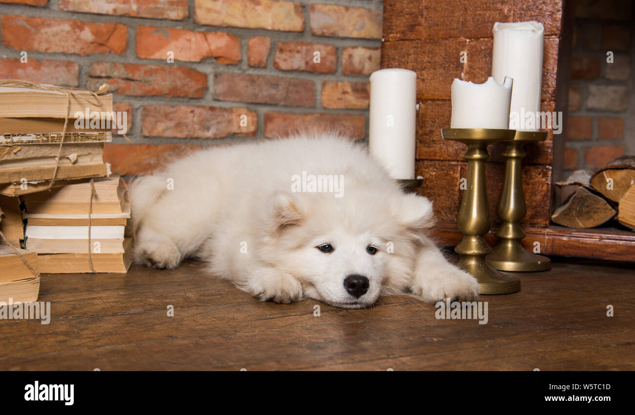 american samoyed puppies