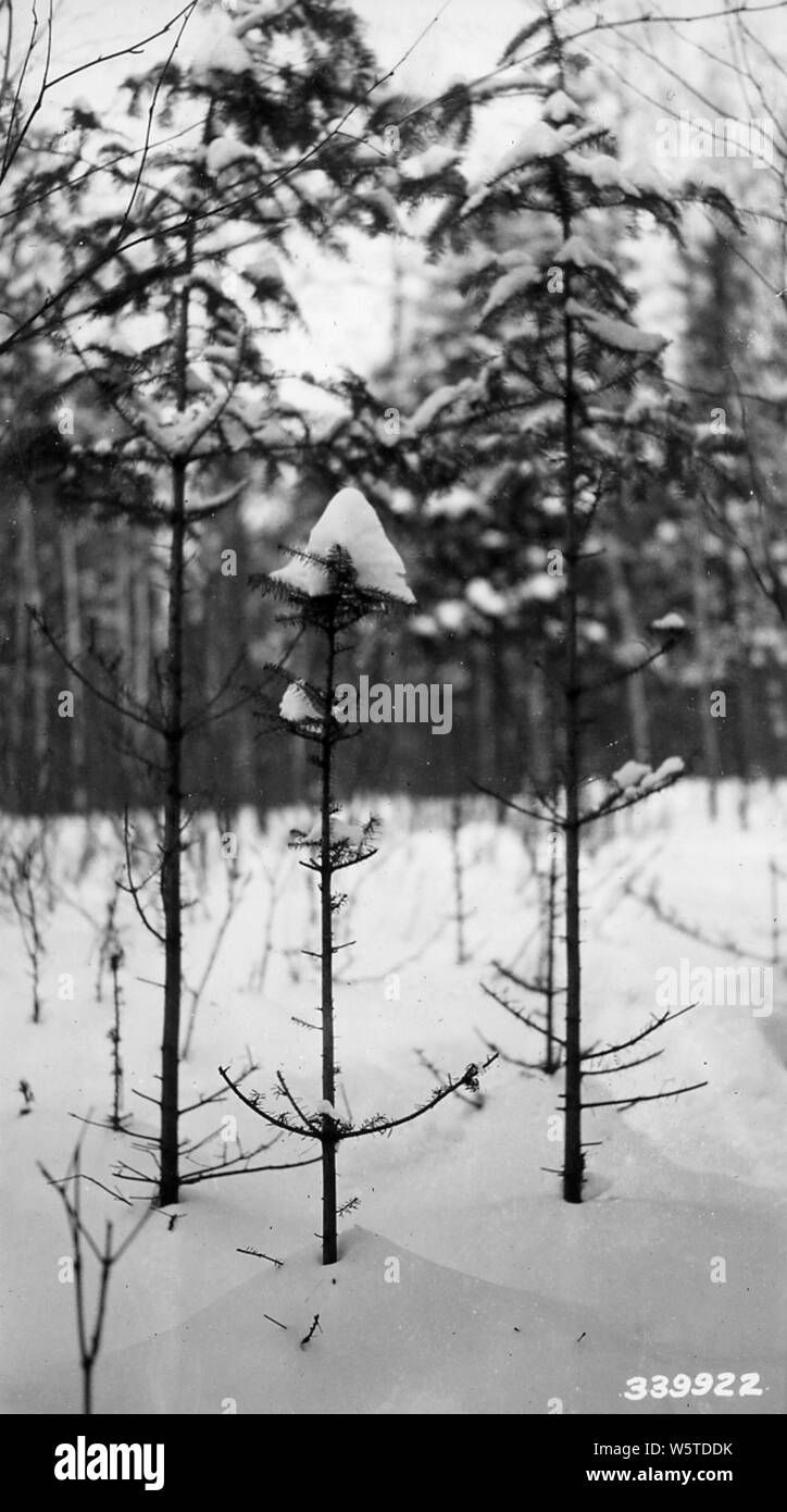 Photograph of Balsam Browsed by Deer at Beaver Lake in Delta, Wisconsin