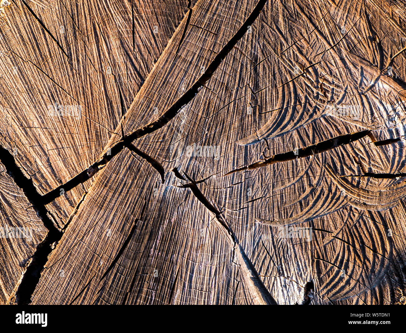 End grain and saw cut marks on tree trunks. Stock Photo