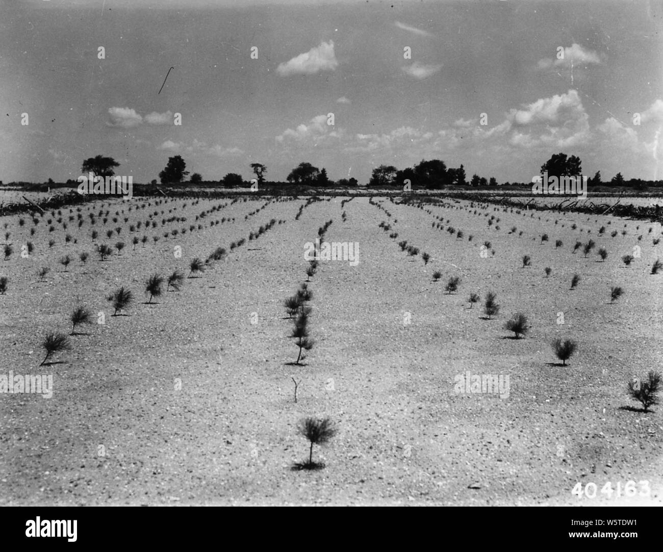 Photograph of Big Prairie Experimental Block; Scope and content:  Original caption: Big Prairie Experimental Block. Plot 35. Looking north on red pine plot. Second yr. In the field. Stock Photo
