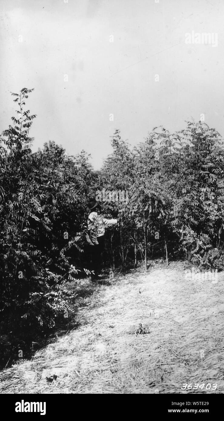 Photograph of Black Locust Erosion Planting; Scope and content ...