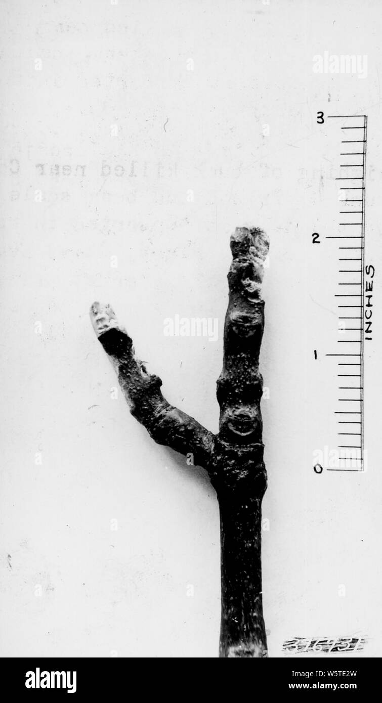 Photograph of Black Ash Browsed by Deer; Scope and content:  Original caption: Black ash. Although tip appears almost like rabbit damage, most of the damage lower down is due to deer. Cheq NF. Stock Photo