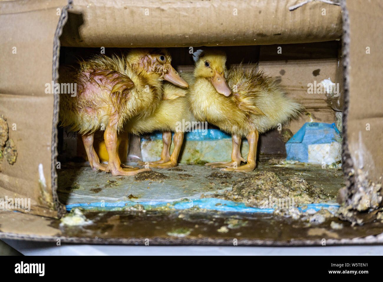 Mail order ducklings arrive in a poop encrusted box, rough condition