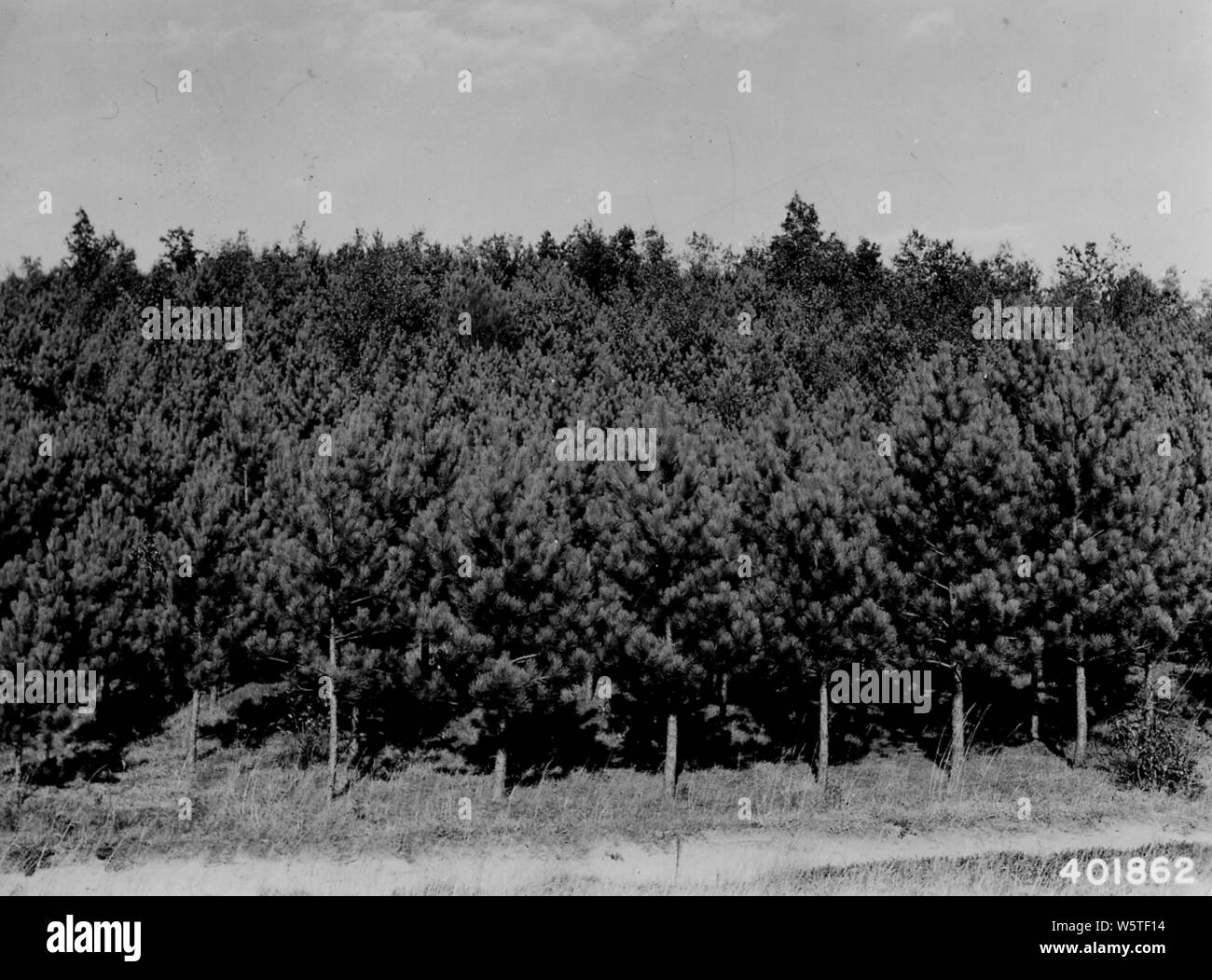 Photograph of Buck Creek Plantation; Scope and content Original