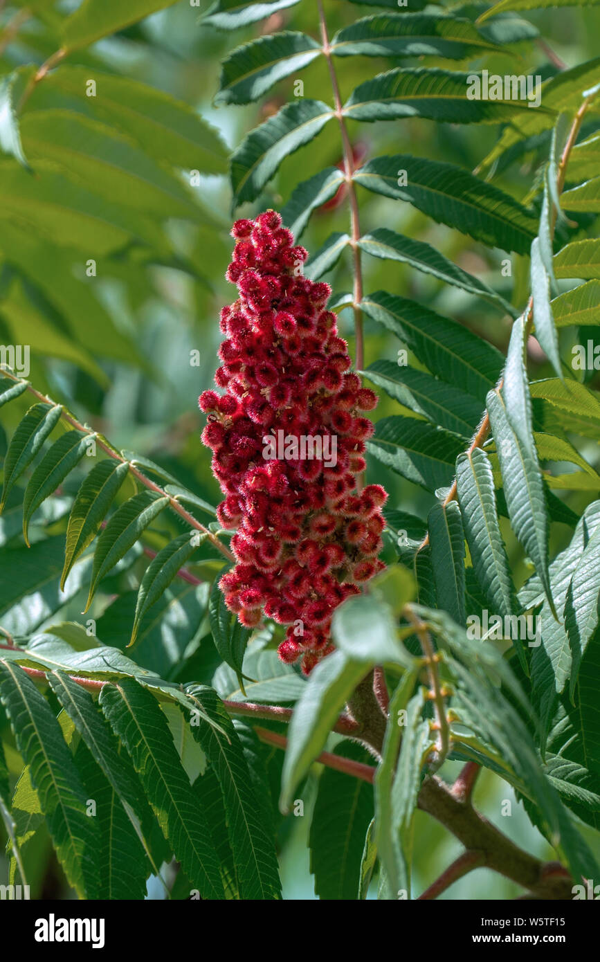 Close up of a red blooming ear of a staghorn sumac (rhus typhina hirta) in bright sunshine in summer Stock Photo