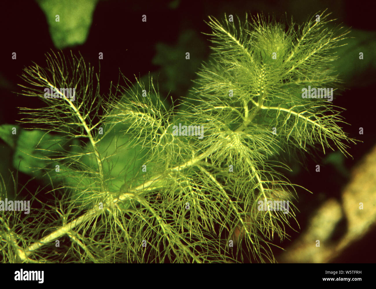 Common bladderwort (Utricularia vulgaris) Stock Photo