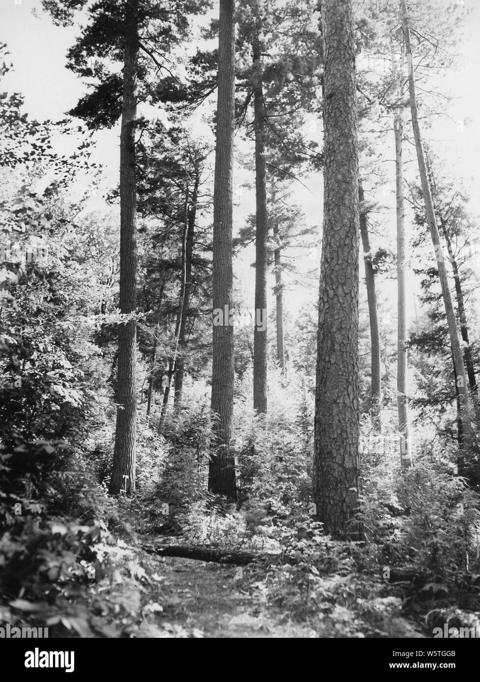 Photograph of Connor Lumber and Land Company Near Nicolet National Forest; Scope and content:  Original caption: Connor Lumber and Land Company, Wis. Near Nicolet NF. Four miles south of Laona. Tree with ax-white pine. Big tree in middle-white pine. Stock Photo