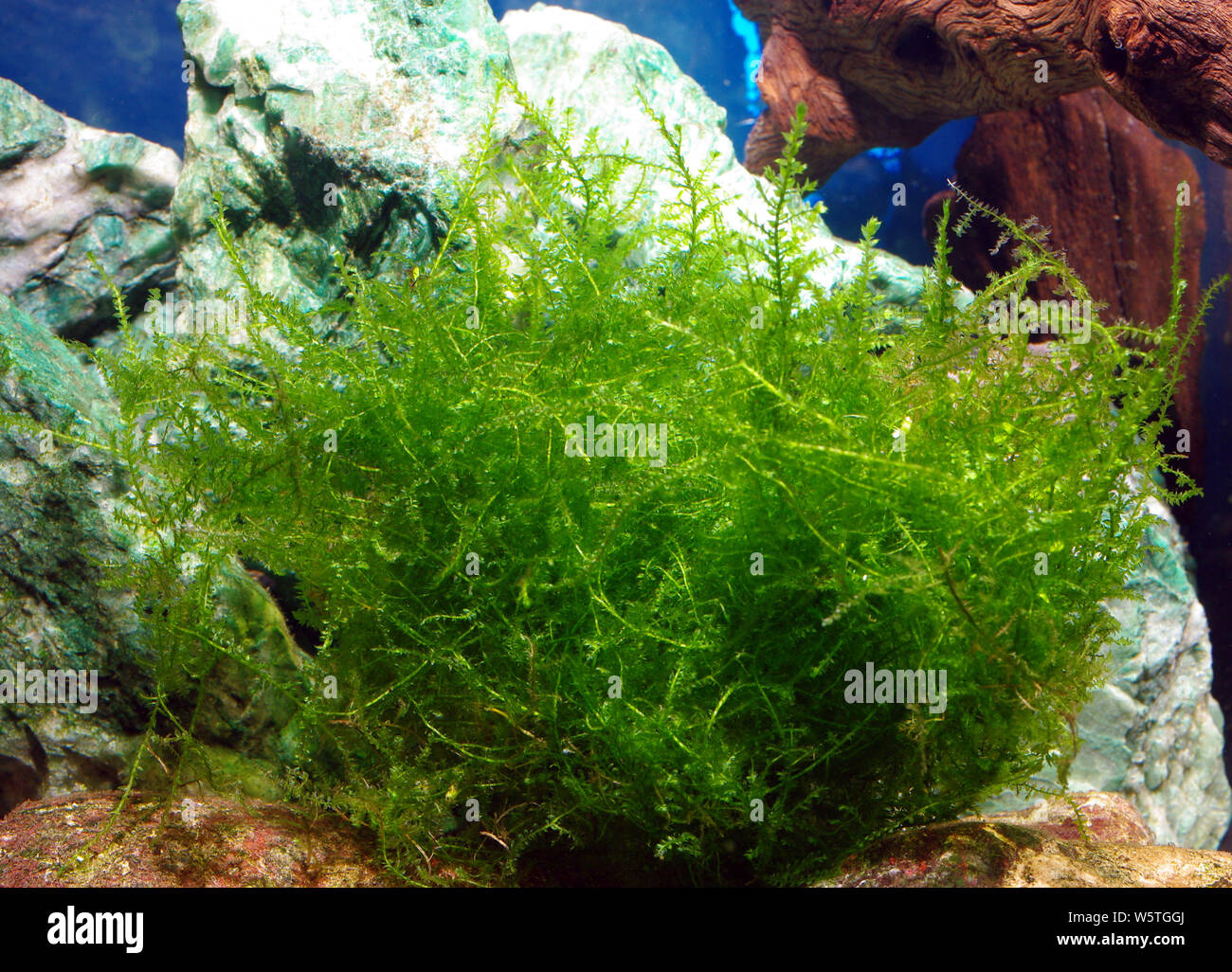 Antifever water Moss (Fontinalis antipyretica) Stock Photo