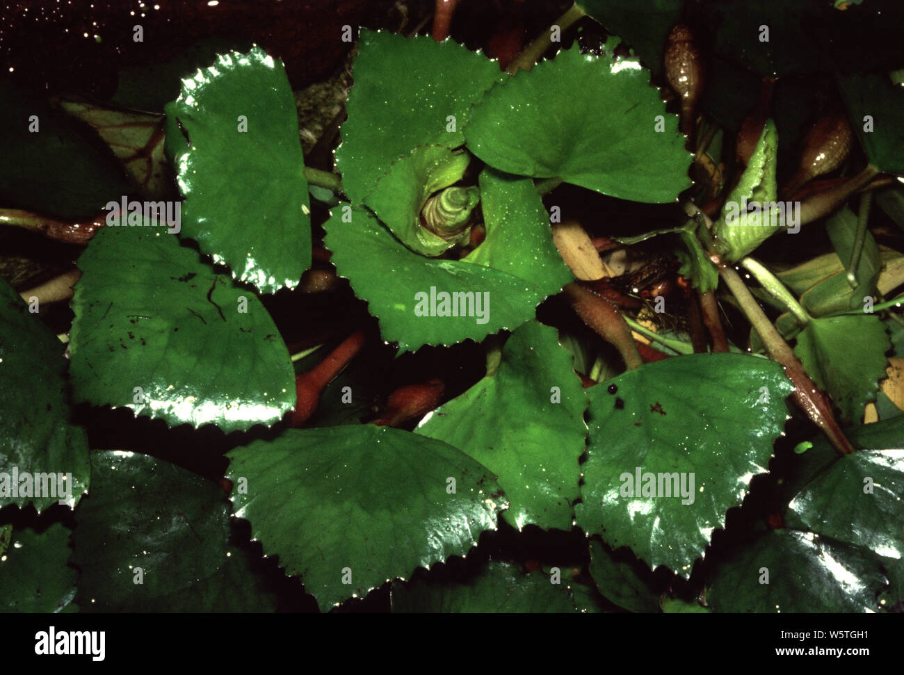 Water chestnut (Trapa natans) Stock Photo