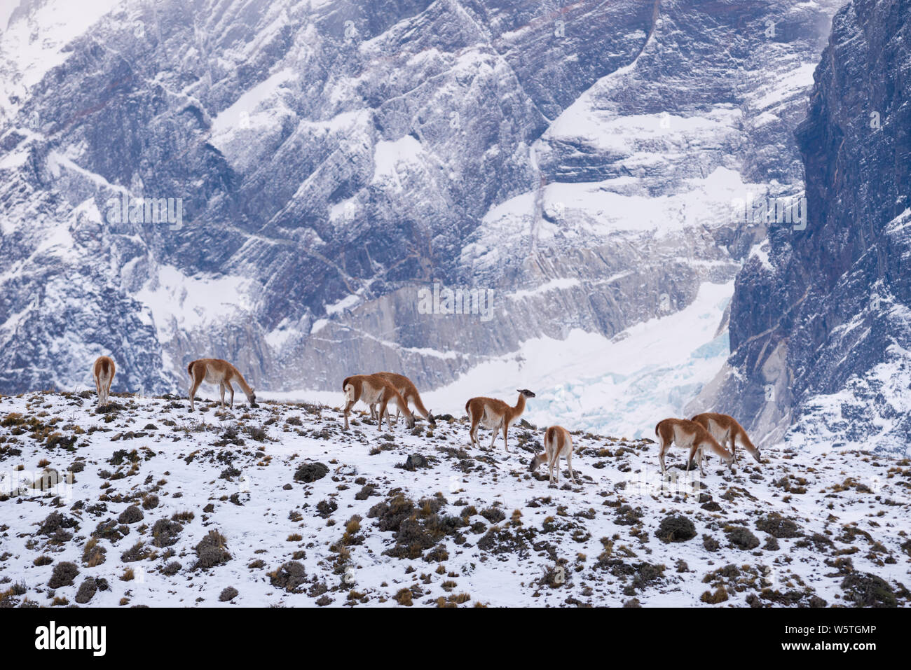 Guanacos in Torres del Paine National Park during the winter Stock Photo