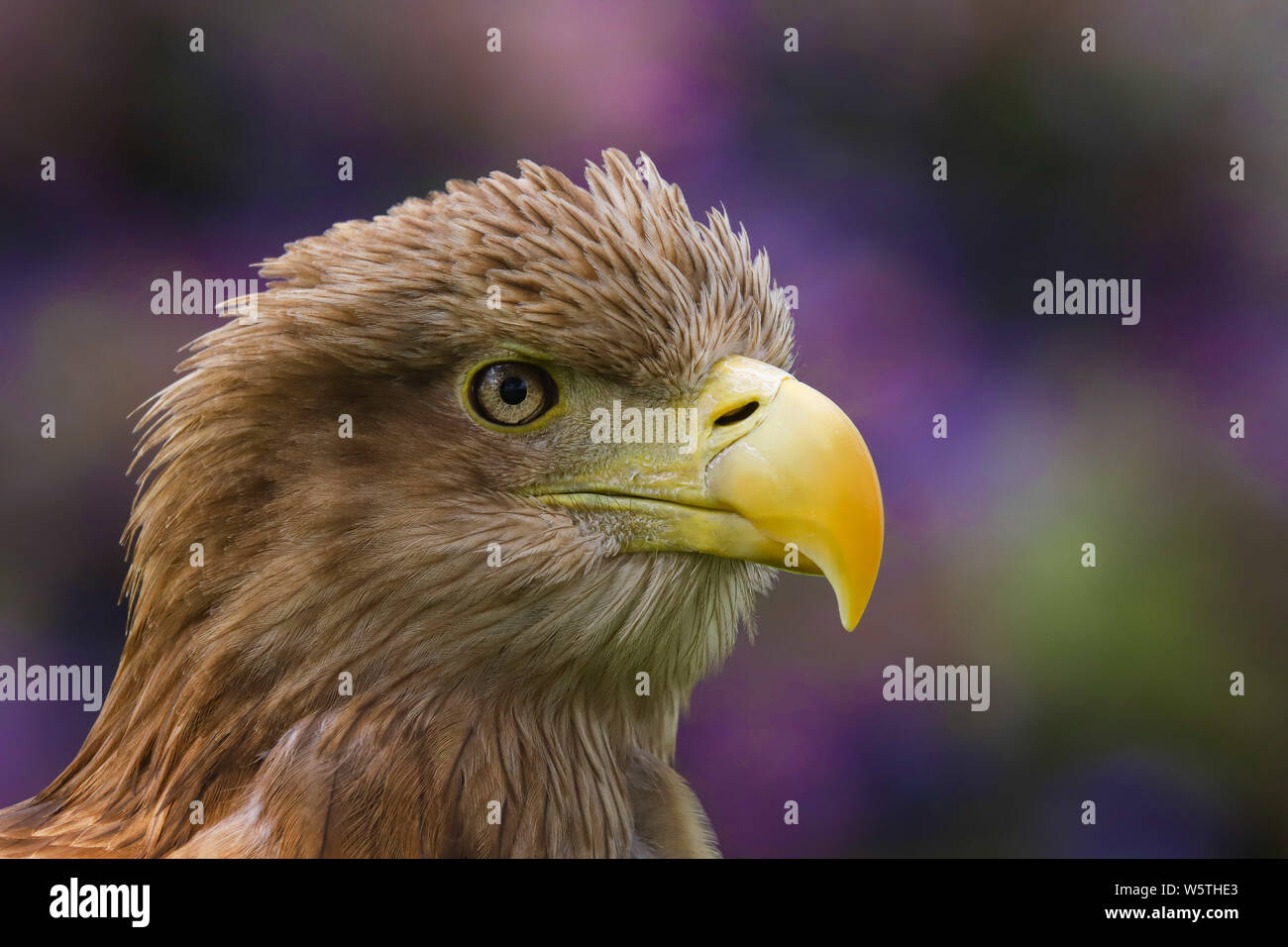 Close up head and shoulders of a magnificent White Tailed Sea Eagle (Haliaeetus albicilla) bird of prey Stock Photo