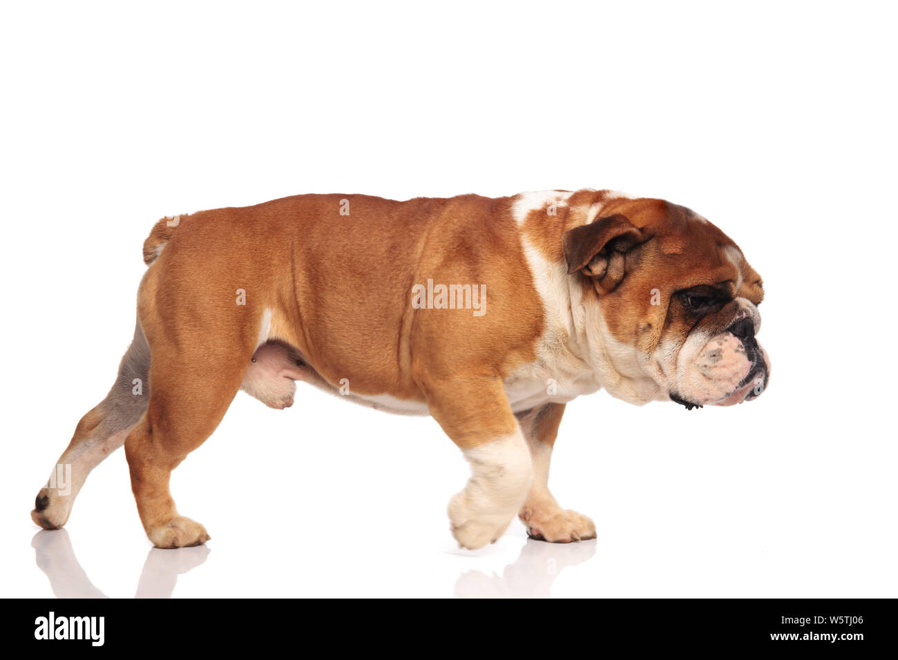 Bulldog smells hotsell