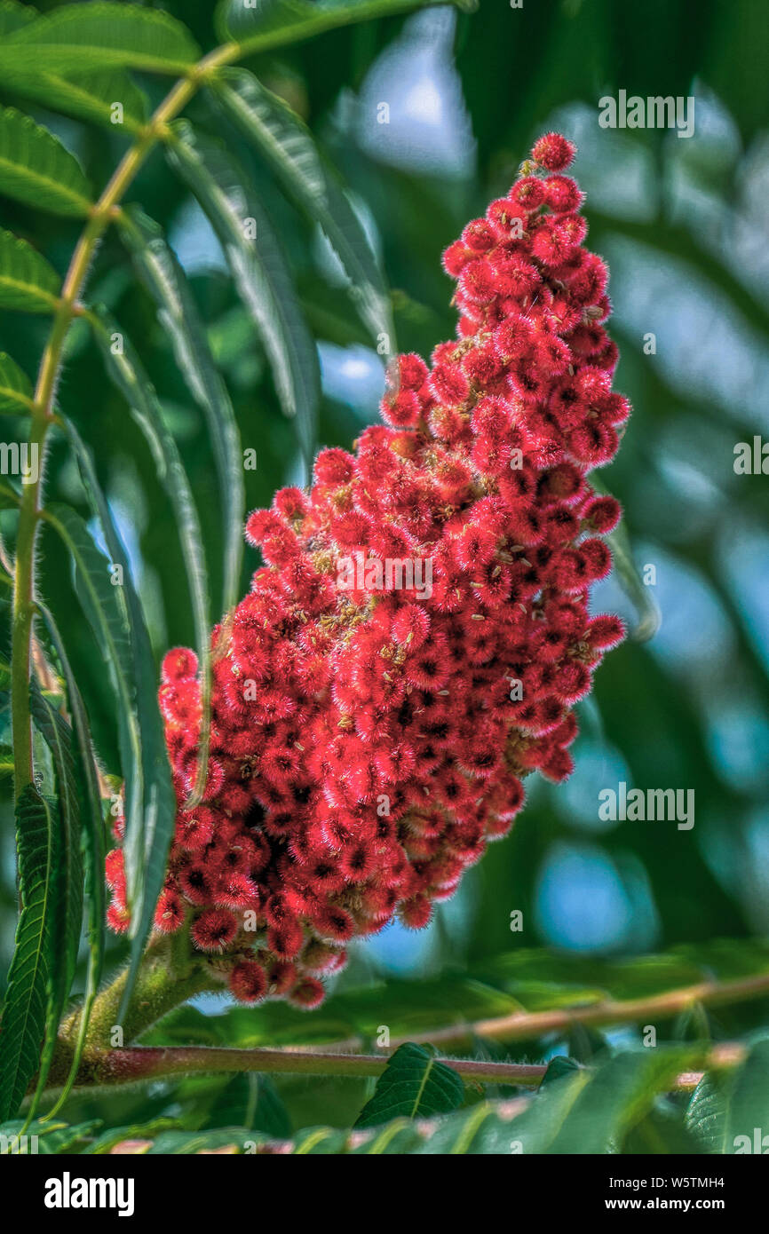 Close up of a red blooming ear of a staghorn sumac (rhus typhina hirta) in bright sunshine in summer Stock Photo