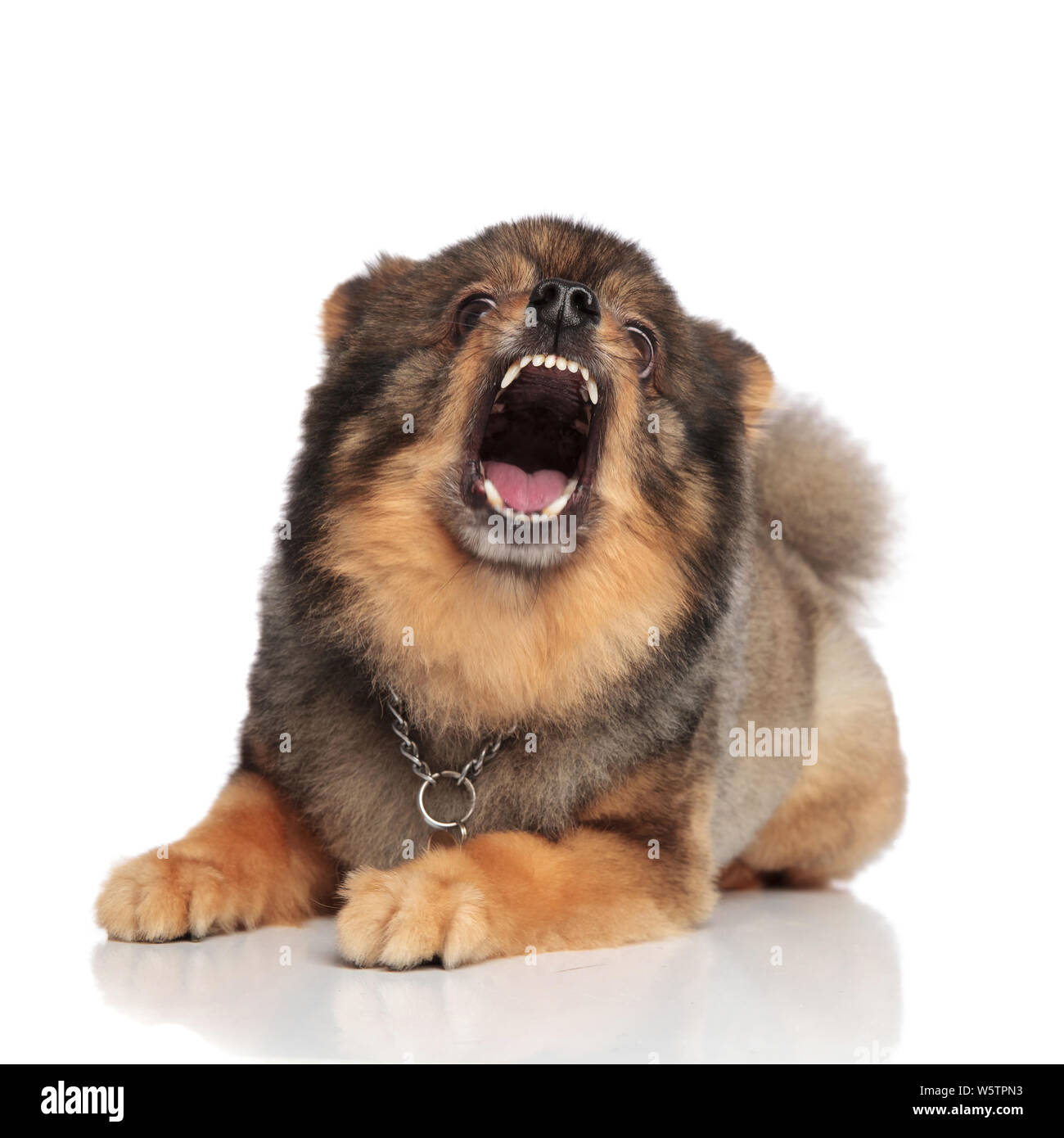 aggressive brown pomeranian with mouth open barking while lying on
