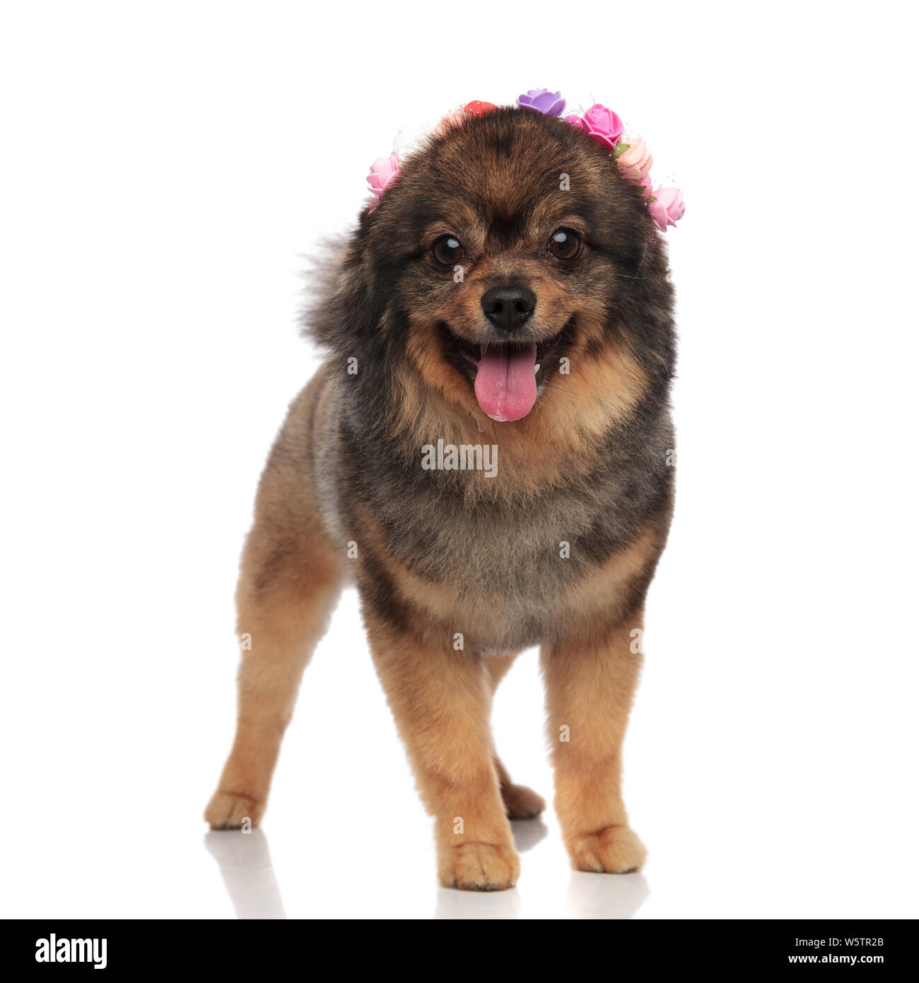 lovely spitz with colored flowers on head standing on white background and panting, looking excited Stock Photo