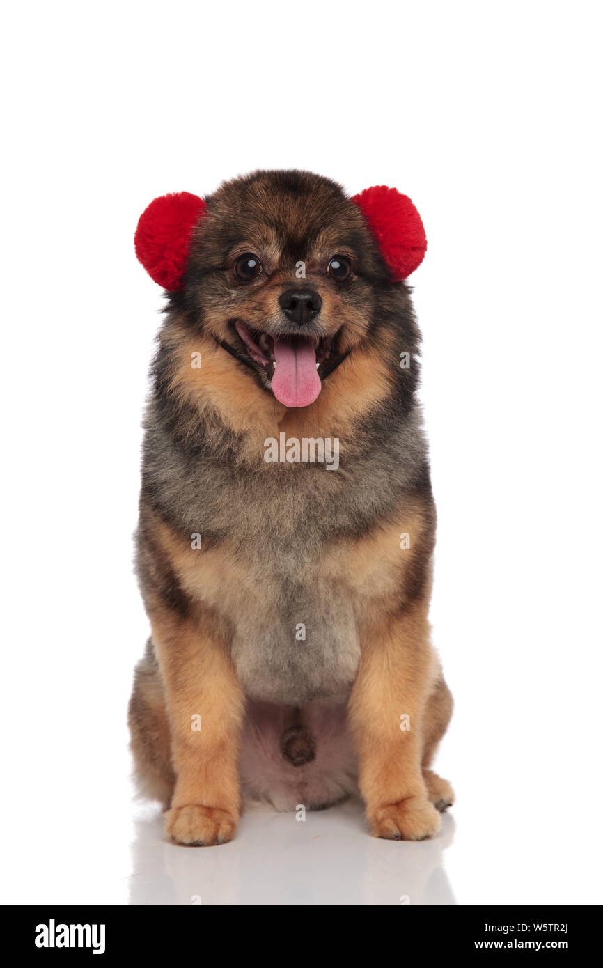 lovely brown pom sitting on white background with red earmuffs on head and panting Stock Photo