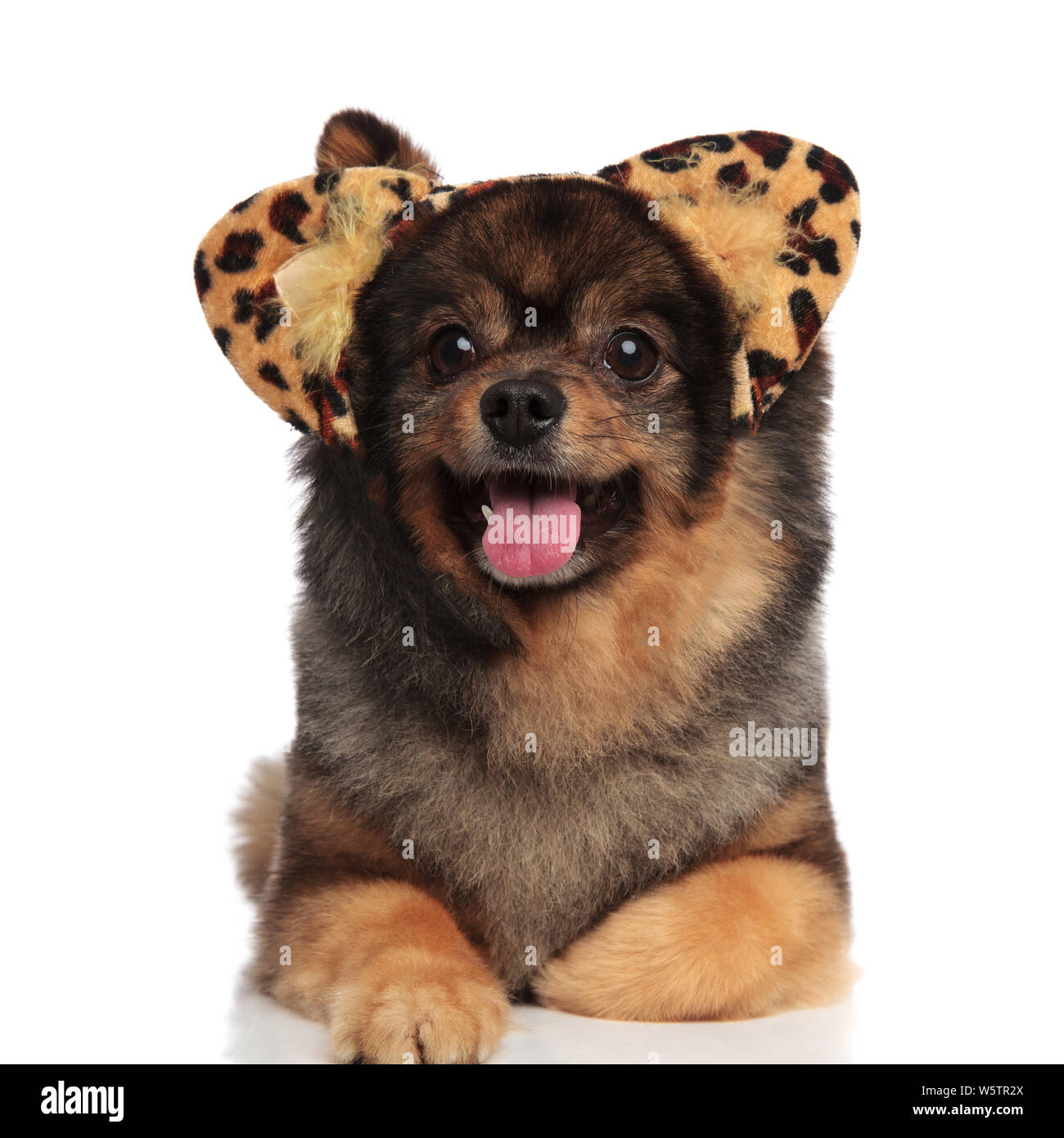 adorable pomeranian with leopard ears relaxes and looks to side while lying on white background, panting Stock Photo