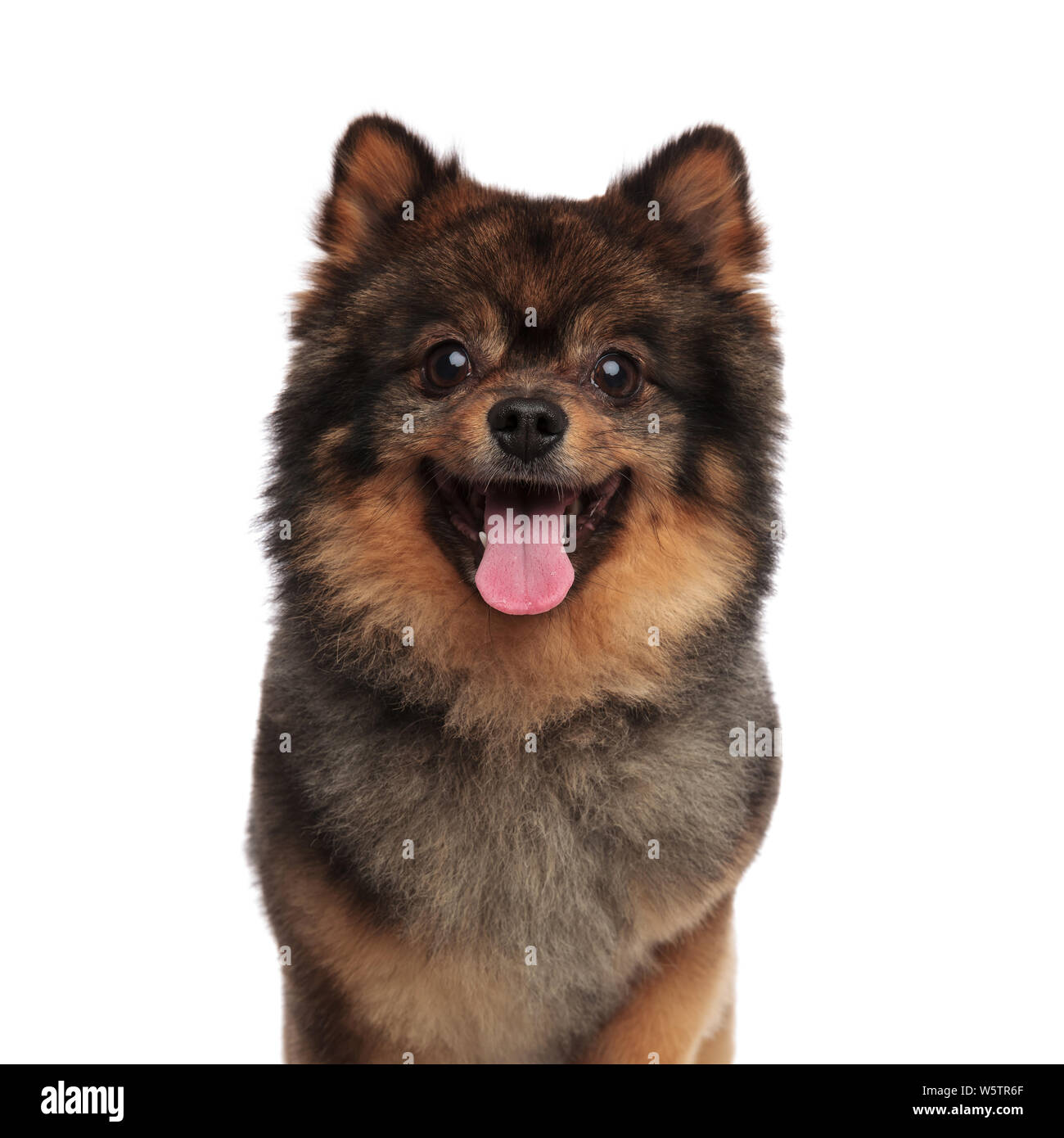close up of excited brown dwarf spitz panting while standing on white background Stock Photo