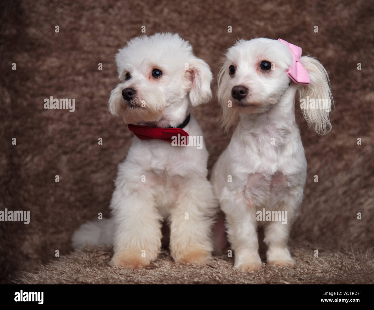 Bichons High Resolution Stock Photography And Images Alamy