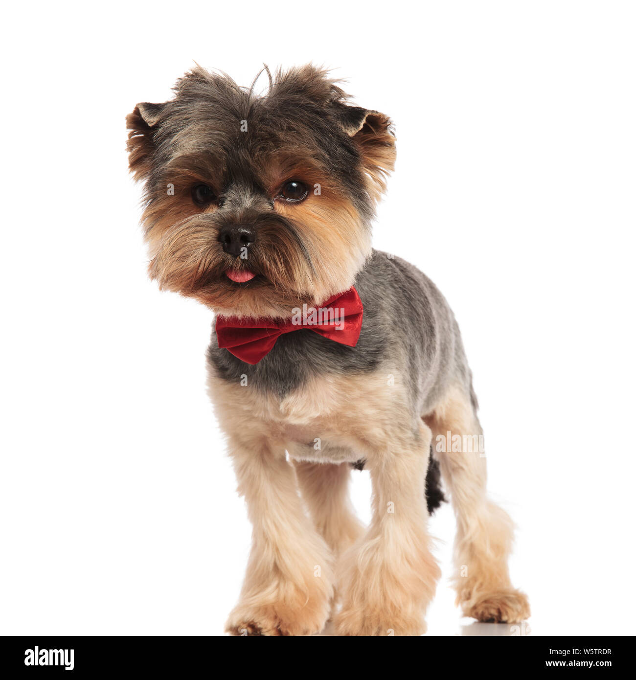 white toy yorkie