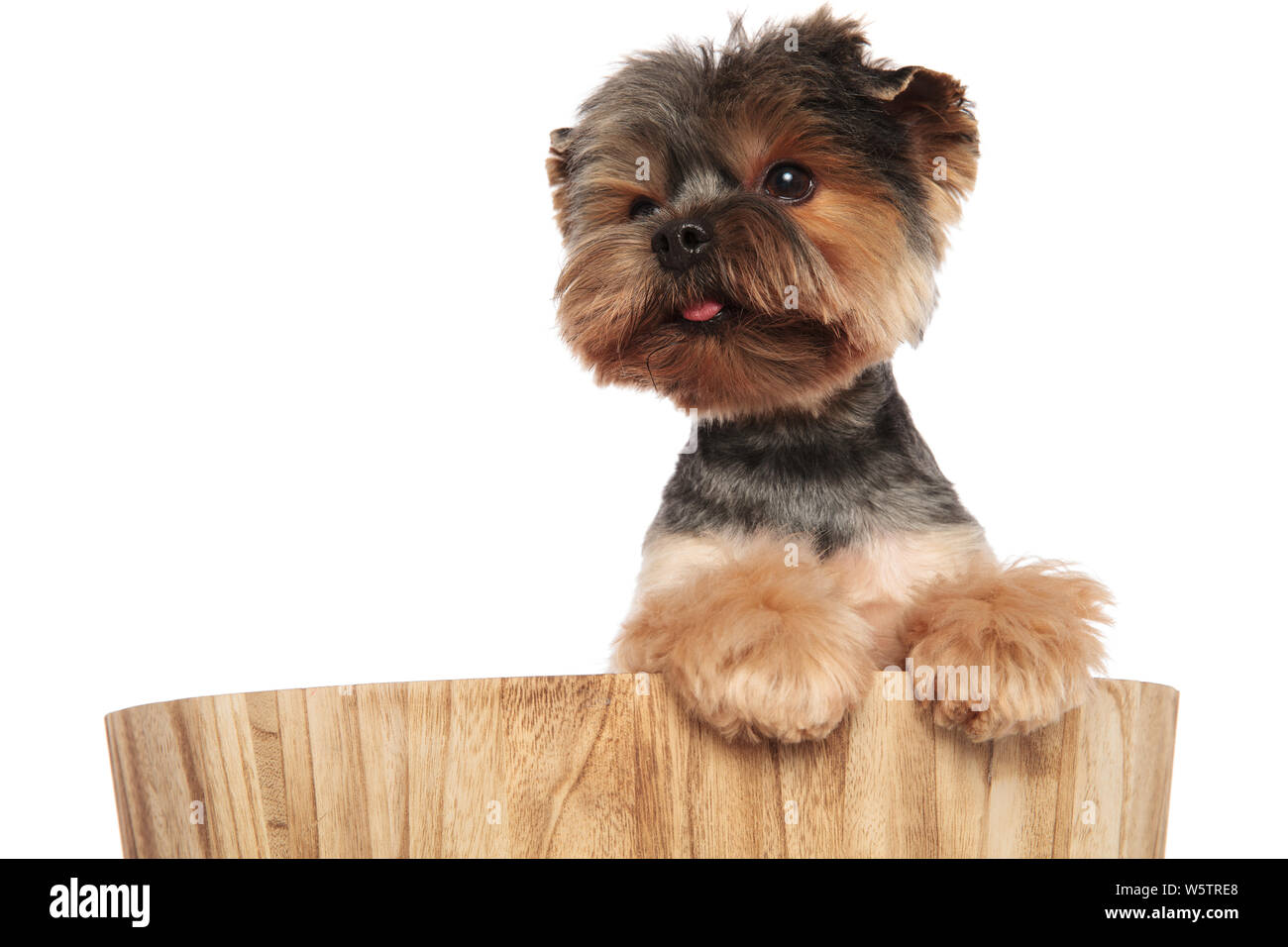 Close Up Of Curious Yorkie Standing In Bucket With Paws Hanging Looking To Side On White Background Stock Photo Alamy