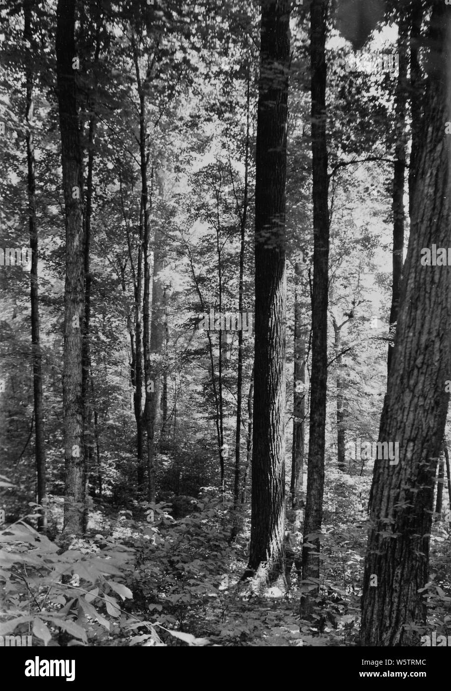 Photograph of Large Black Walnut; Scope and content Original caption