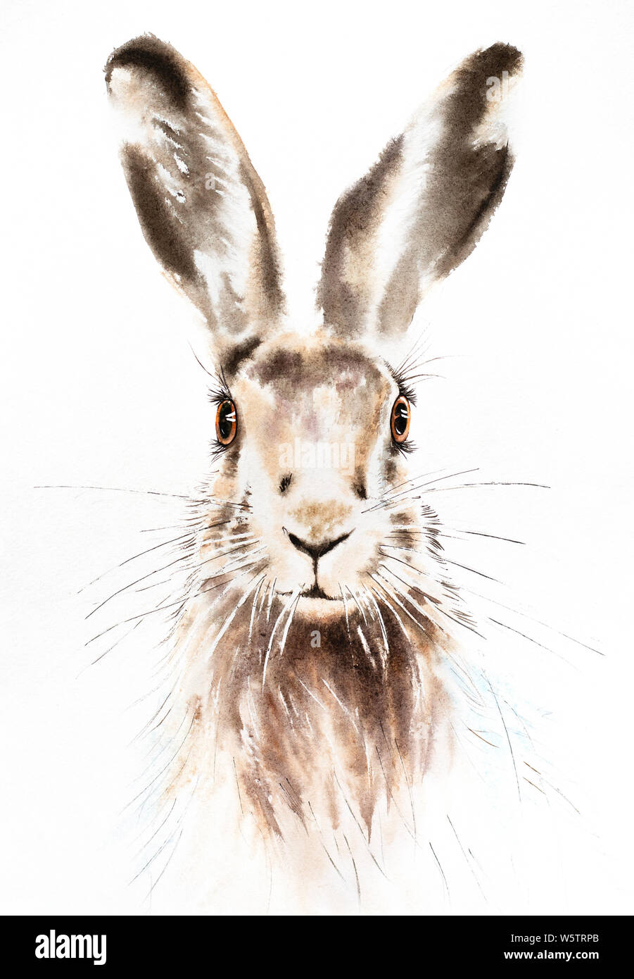 Watercolor single rabbit animal isolated on a white background ...