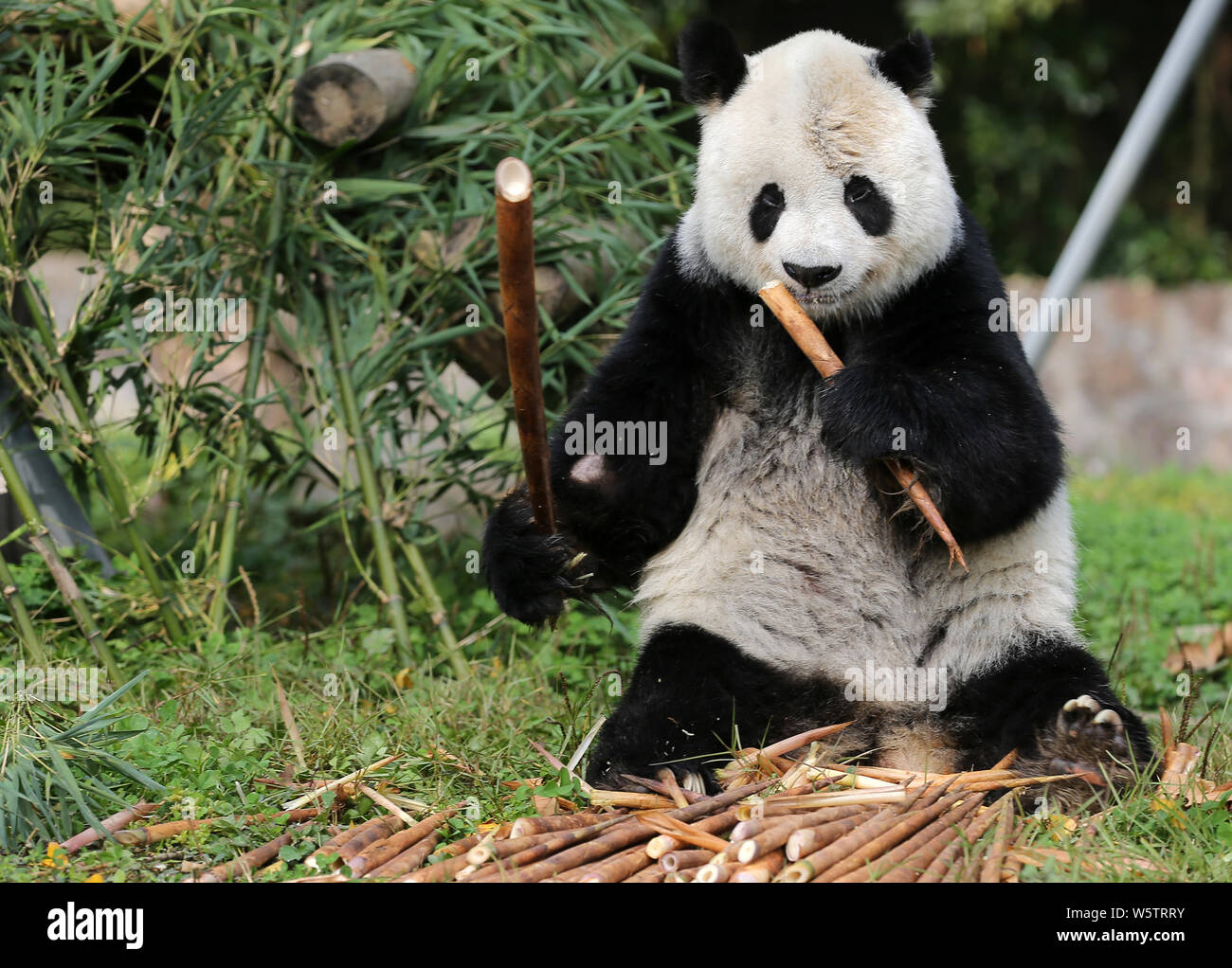 50,500+ Panda Bear Stock Photos, Pictures & Royalty-Free Images