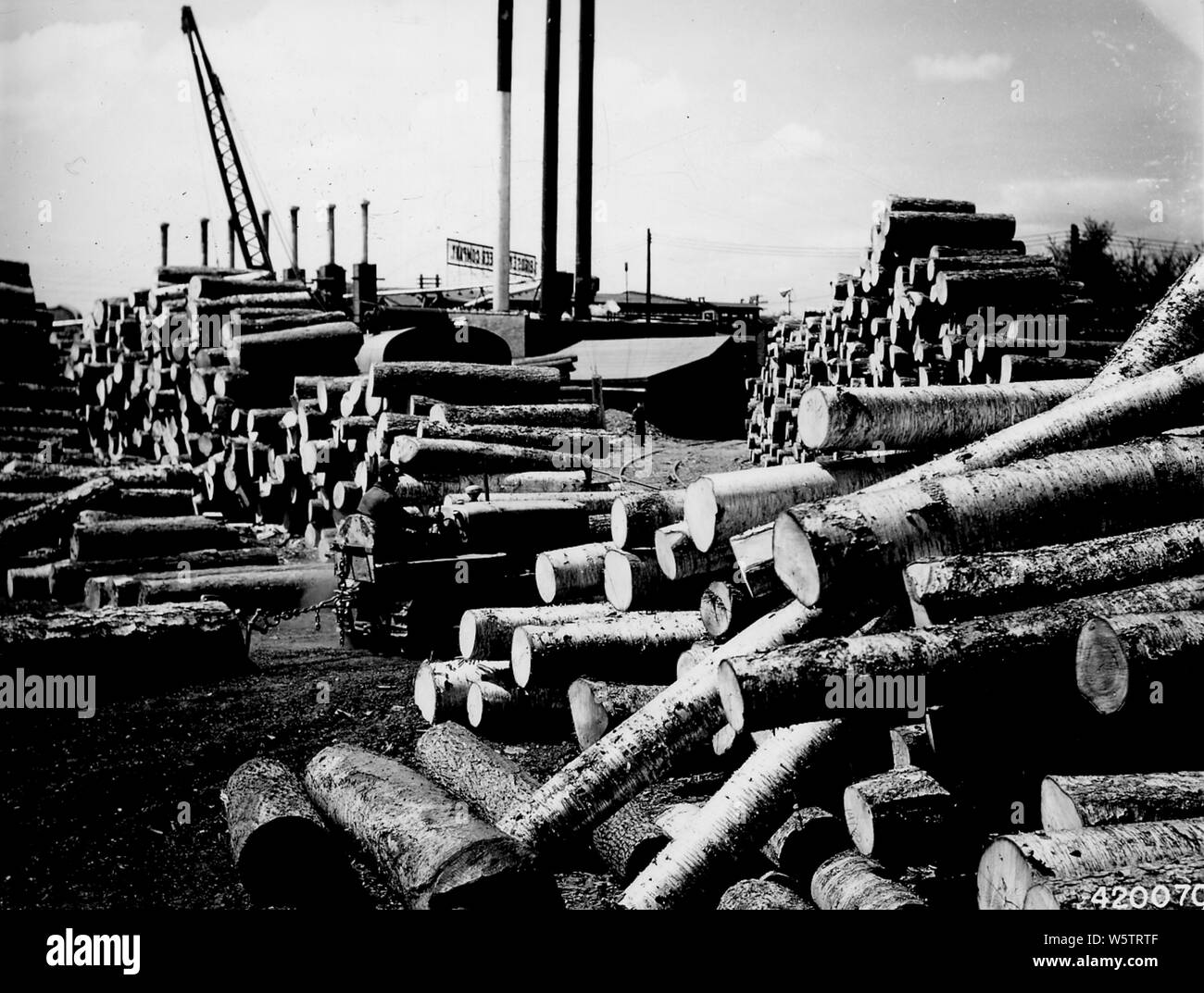 Photograph of Log Deck of High Quality Yellow and White Birch Veneer Logs; Scope and content:  Original caption: Log deck of high quality yellow and white birch veneer logs in the yard of the Birds Eye Veneer Co. 22 cat is shown skidding log to assembly point where logs are loaded on flat cars and taken to the mill's hot pond. Stock Photo