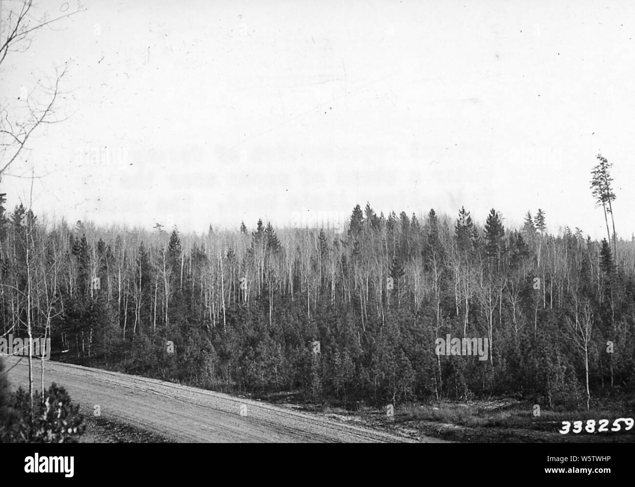 Photograph of Natural Reproduction of Norway Pine; Scope and content:  Original caption: Natural reproduction of Norway Pine under a stand of aspen near the Eagle River Alvin Road. The seed trees may be seen in the background. Stock Photo