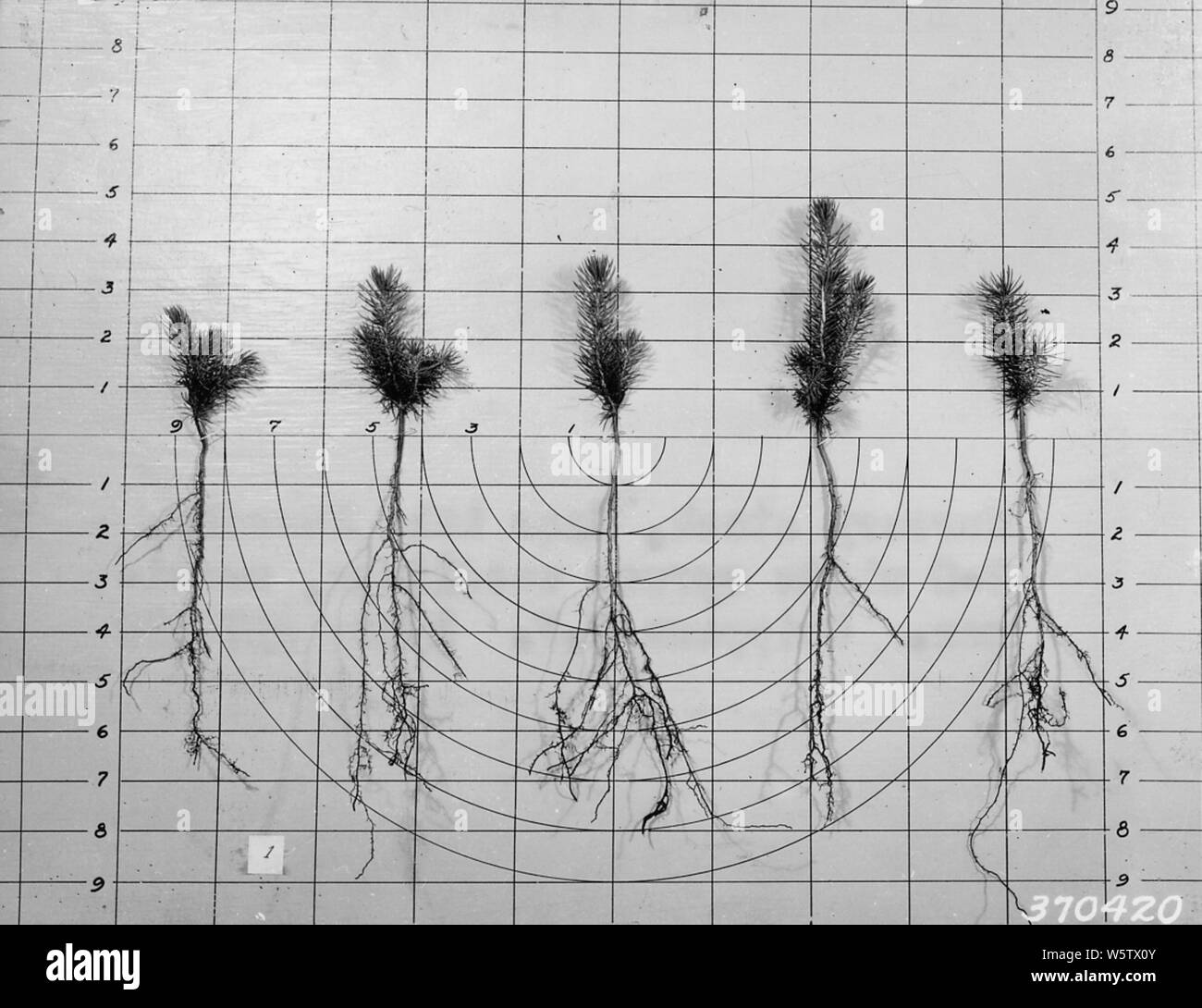 Photograph of Nursery Stock at Cass Lake Nursery; Scope and content