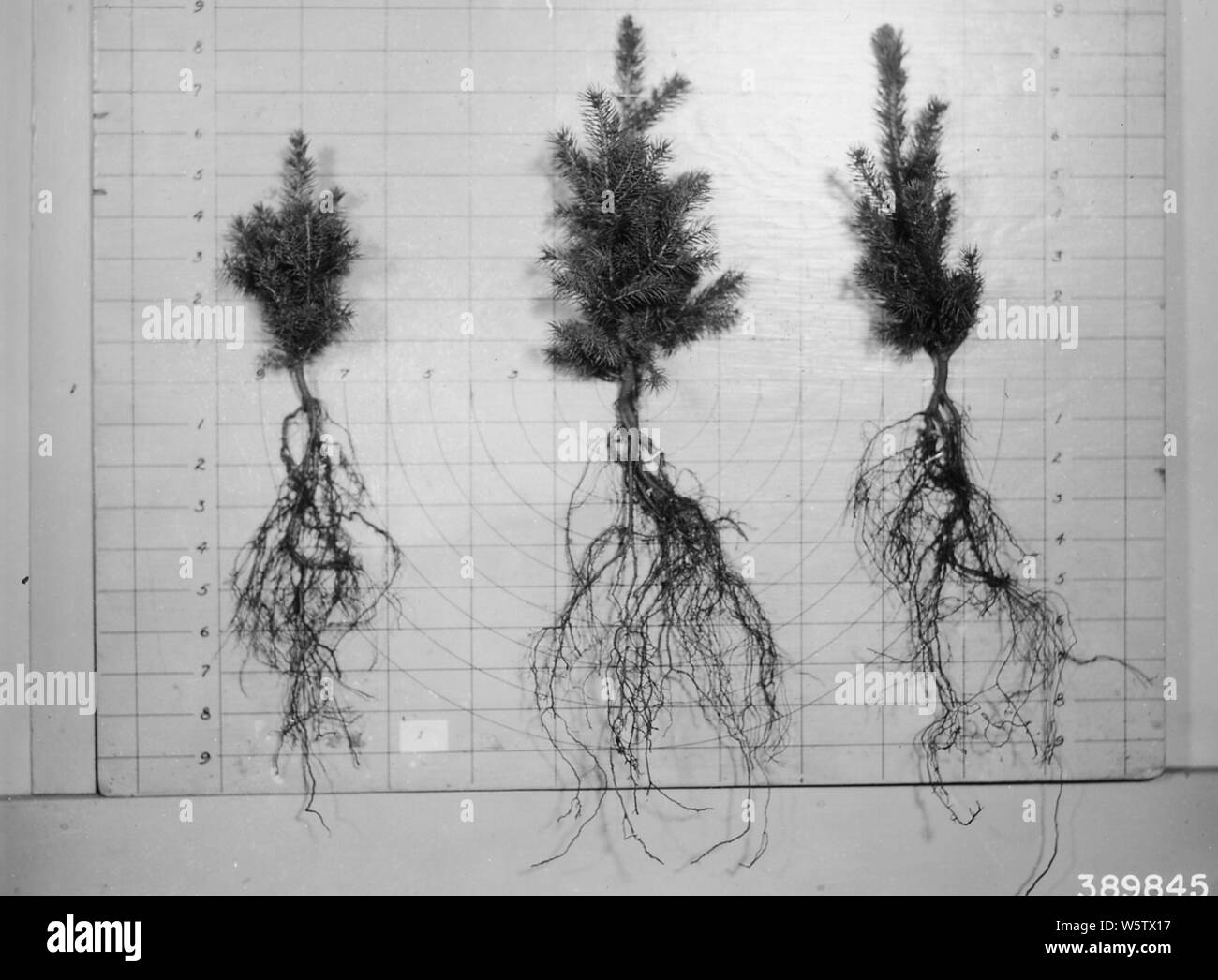 Nursery specimen Black and White Stock Photos & Images Alamy