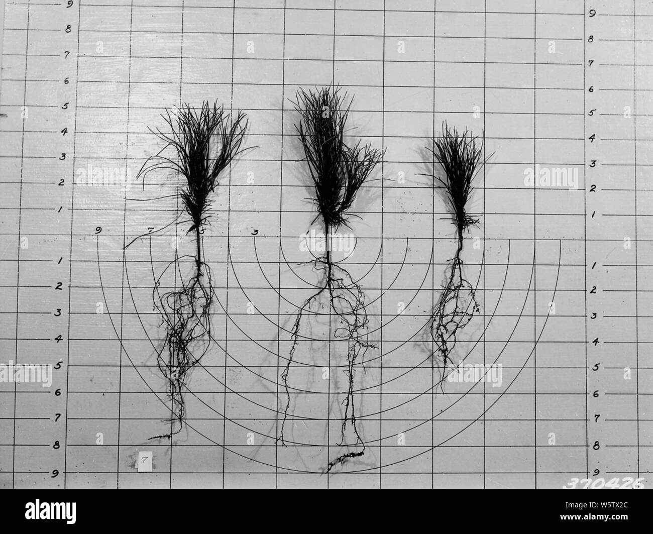 Photograph of Nursery Stock at Cass Lake Nursery; Scope and content