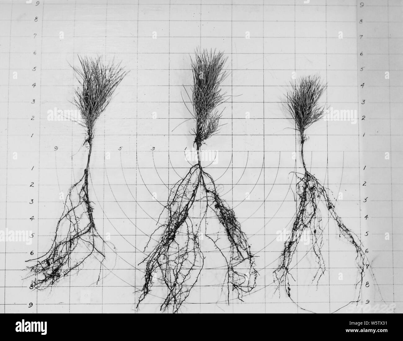 Photograph of Nursery Stock at Cass Lake Nursery; Scope and content Original caption Nursery