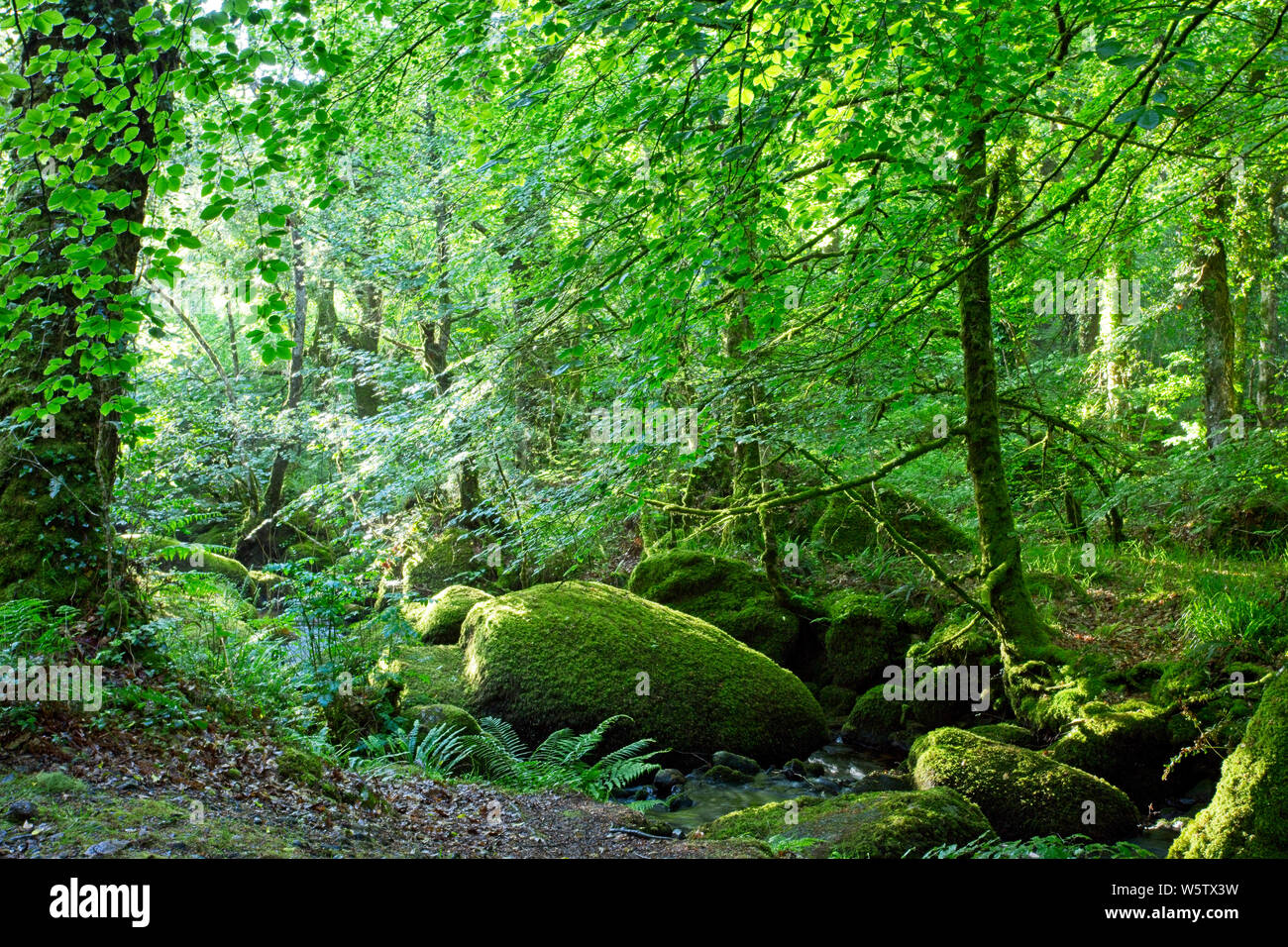 A woodland stream with mossy rocks, Manaton, Dartmoor National Park, Devon, England, UK. Stock Photo