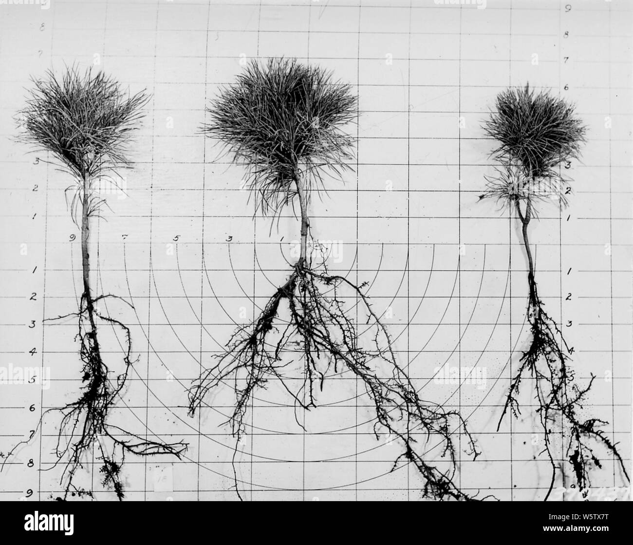 Photograph of Nursery Stock at Cass Lake Nursery; Scope and content Original caption Nursery