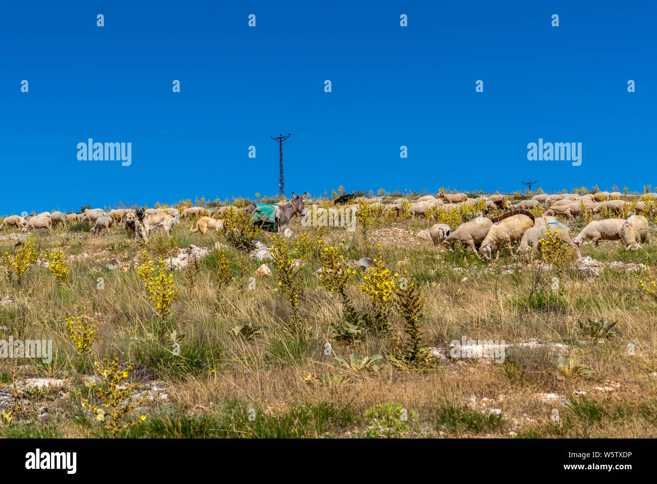 Herd of colored sheep feeding on a hill, sheep, kangal dogs and donkey together, Turkey Stock Photo