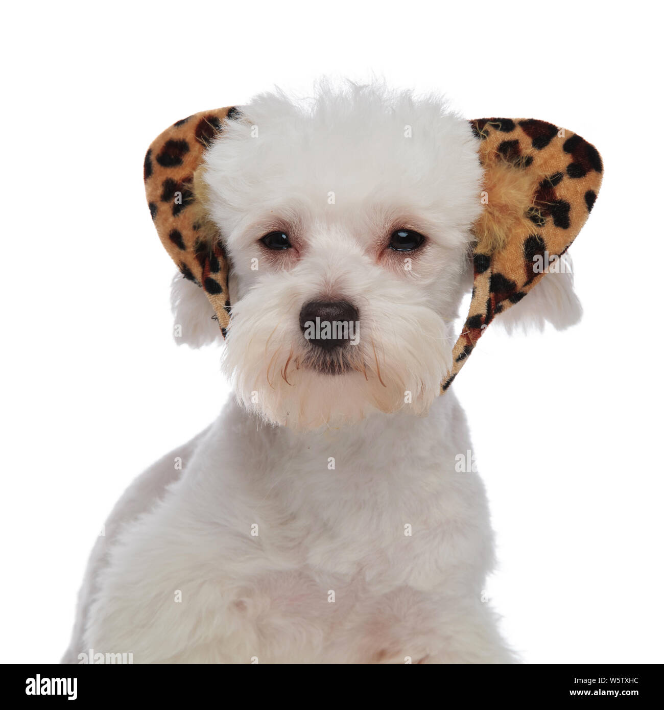 close up of lovely white bichon with leopard ears headband on white background Stock Photo
