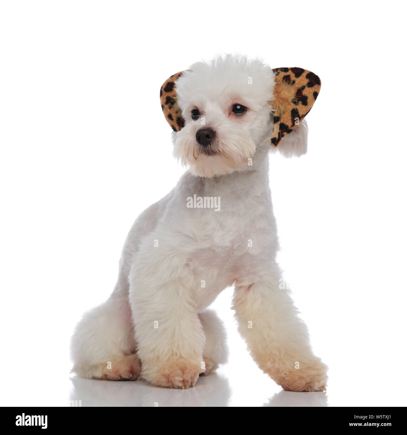 cute bichon with leopard ears looks to side while sitting on white background Stock Photo