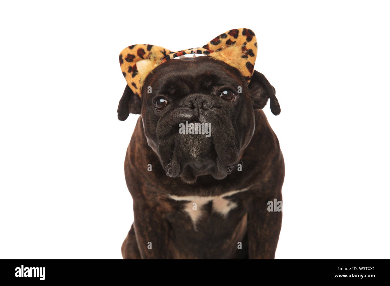 close up of adorable boxer with leopard ears headband for Halloween, on white background Stock Photo