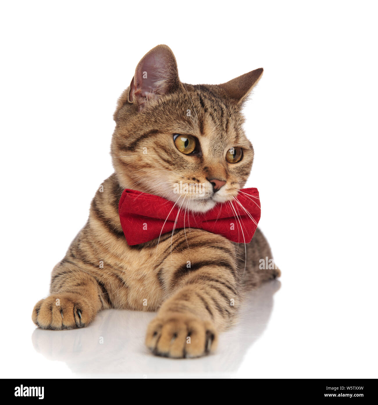 adorable tabby british fold with red bowtie looks to side while lying ...