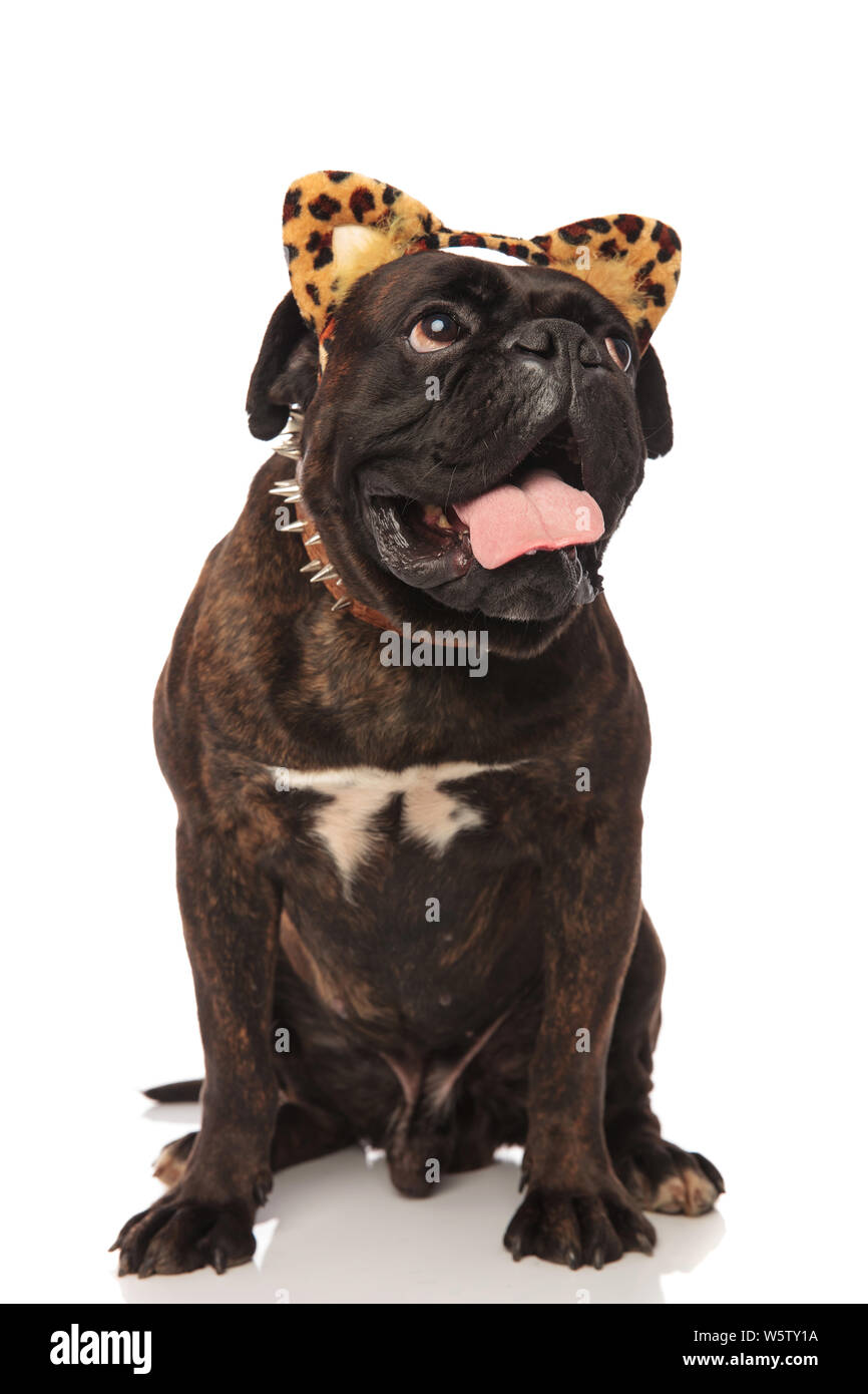 funny black boxer with leopard ears headband looks up to side while sitting on white background and panting Stock Photo